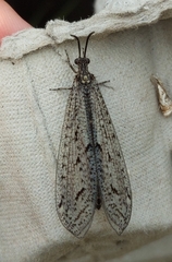 Brachynemurus nebulosus