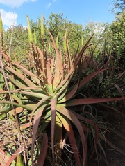 Aloe spicata