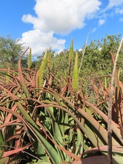 Aloe spicata