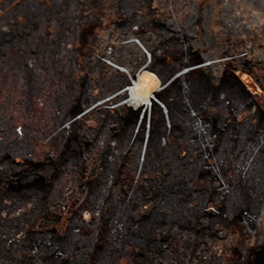 Phalangodidae