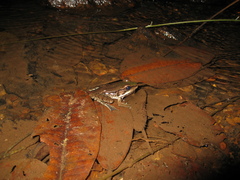 Lithobates palmipes