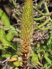Aloe spicata