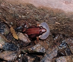 Minervarya sahyadris