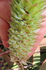 Aloe spicata