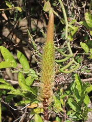 Aloe spicata