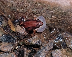 Minervarya sahyadris