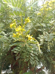 Senna surattensis