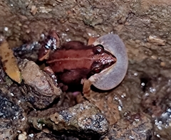 Minervarya sahyadris