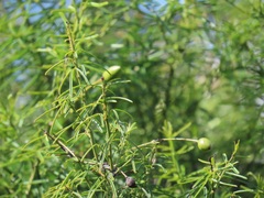 Maerua rosmarinoides