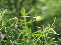 Maerua rosmarinoides