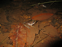 Lithobates palmipes