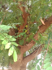 Senna surattensis