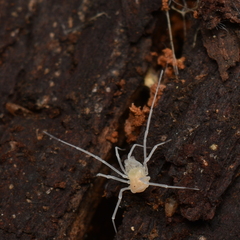 Phalangodidae