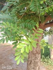 Senna surattensis