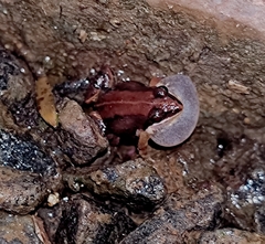 Minervarya sahyadris