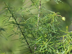 Maerua rosmarinoides