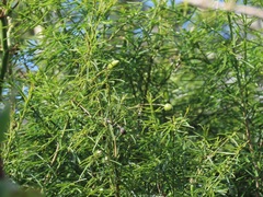 Maerua rosmarinoides