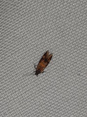 Promalactis procerella