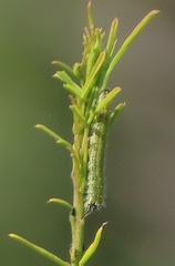 Belenois creona severina