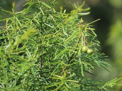 Maerua rosmarinoides