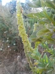 Verbascum thapsus thapsus