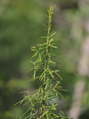 Maerua rosmarinoides