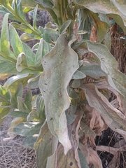 Verbascum thapsus thapsus