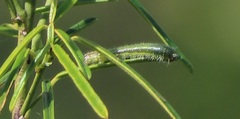 Belenois creona severina