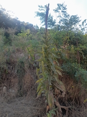 Verbascum thapsus thapsus