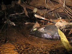 Lithobates palmipes