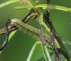 Belenois creona severina