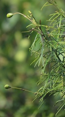 Maerua rosmarinoides