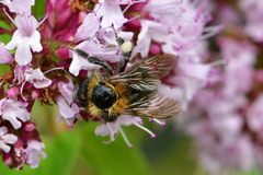 Bombus