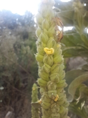 Verbascum thapsus thapsus
