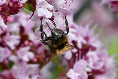 Bombus