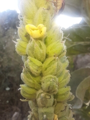 Verbascum thapsus thapsus