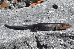 Plestiodon longirostris