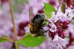 Bombus
