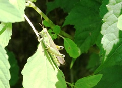 Ognevia longipennis