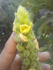 Verbascum thapsus thapsus