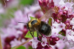 Bombus
