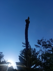 Verbascum thapsus thapsus