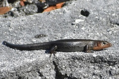 Plestiodon longirostris