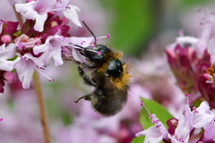 Bombus