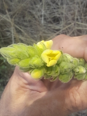 Verbascum thapsus thapsus