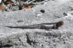 Plestiodon longirostris