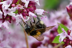 Bombus