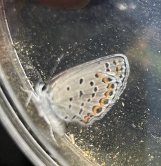 Plebejus samuelis