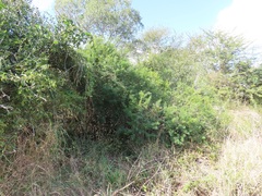 Maerua rosmarinoides