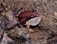 Minervarya sahyadris